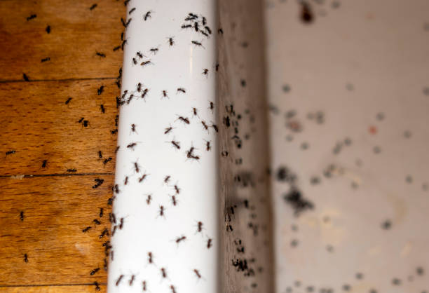 Big River, CA Pest Control Company
